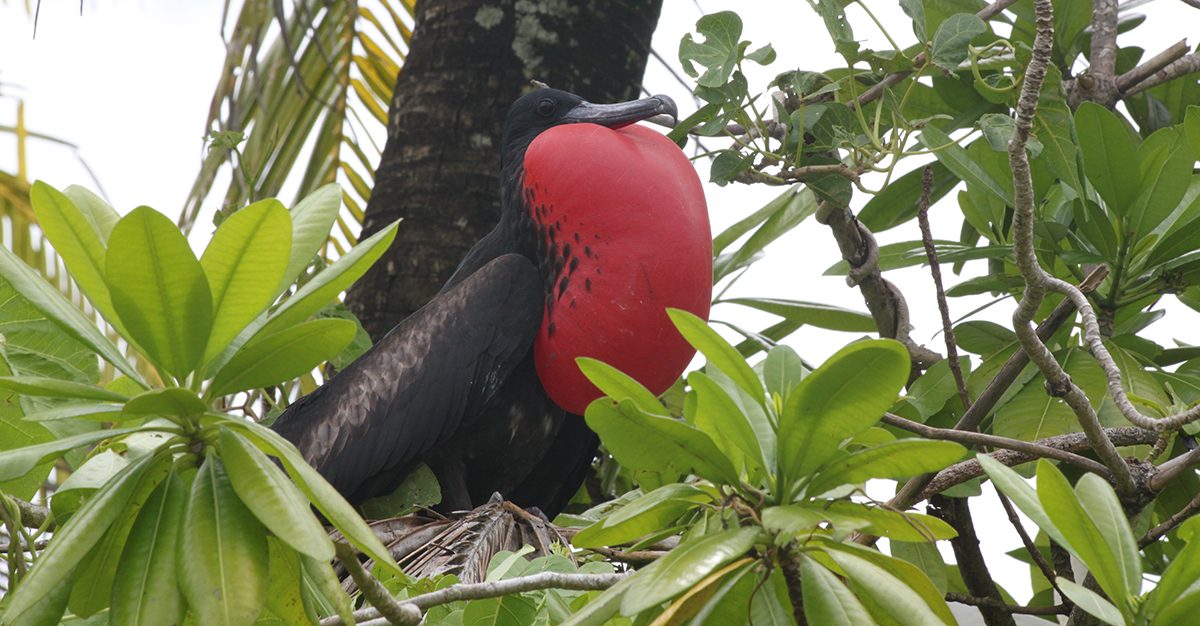 Atolls are Globally Important for Seabirds