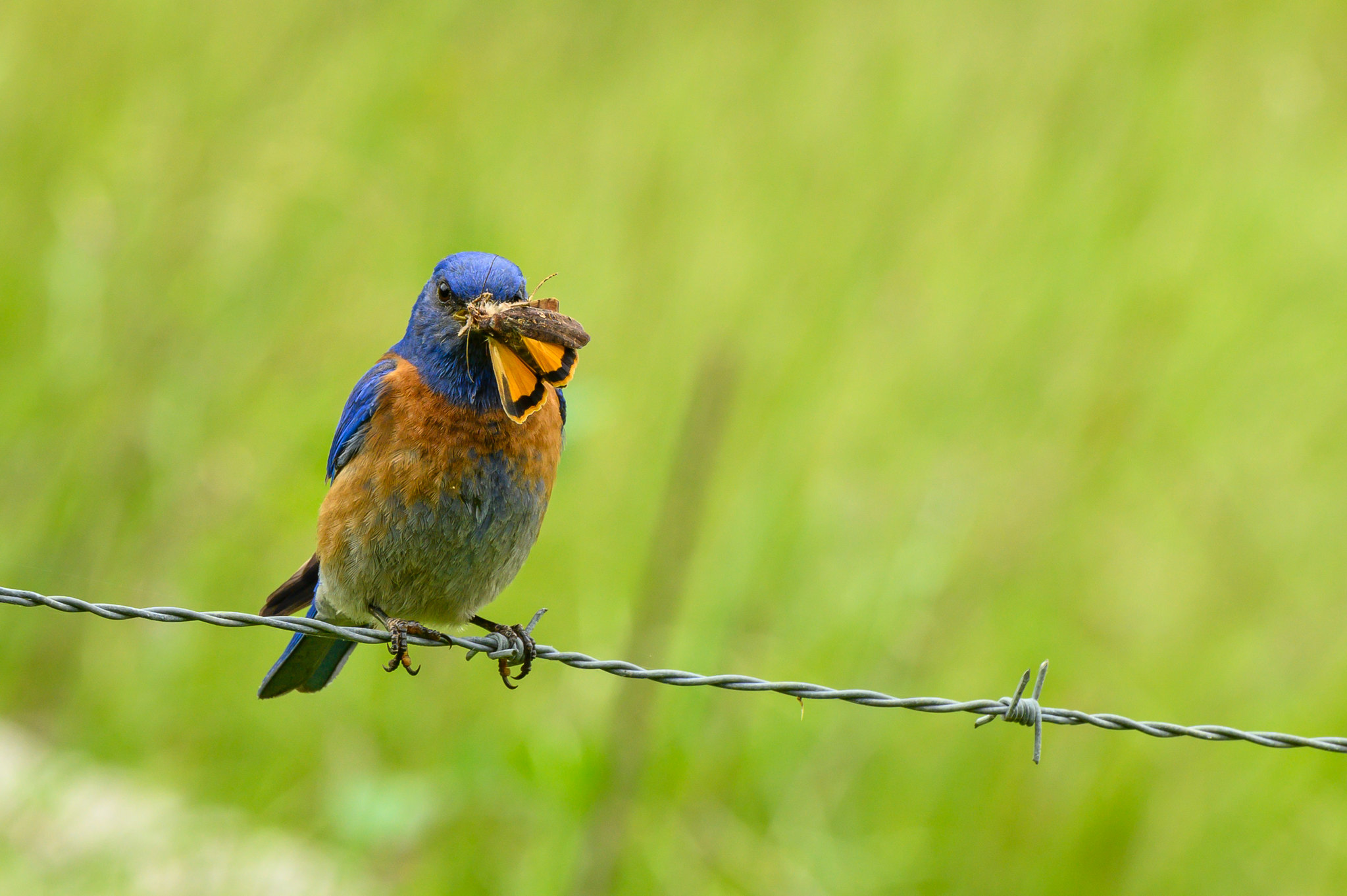 What is the Best Type of Farm for Birding?