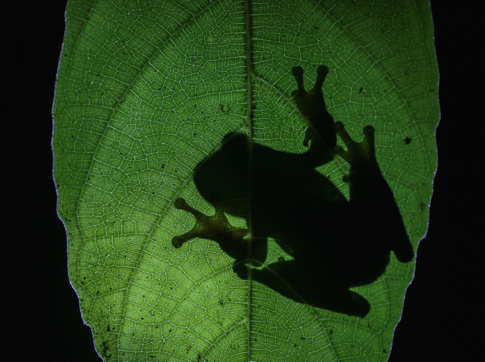 Why Are Amphibians the Most Endangered Class of Animals?