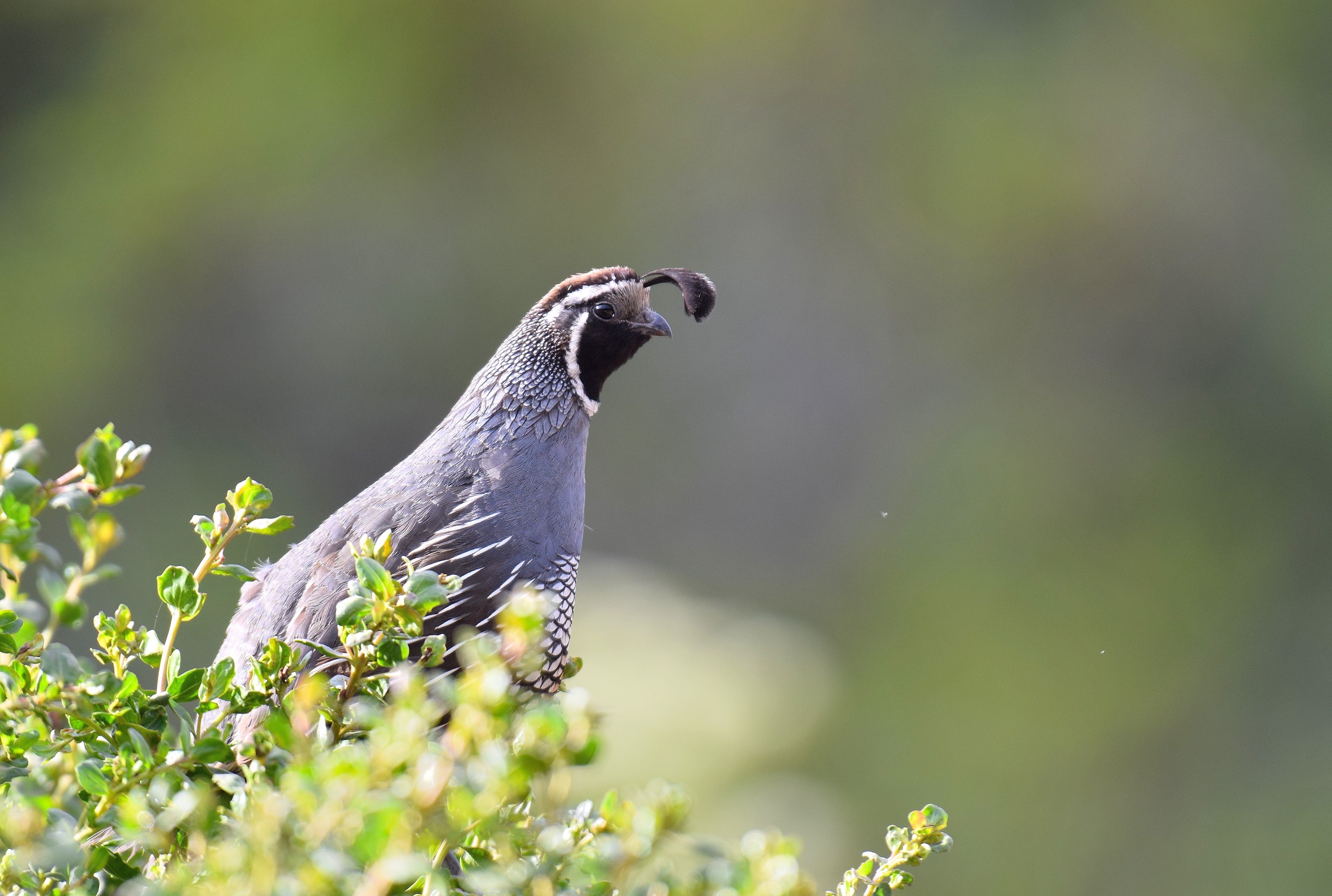 Conservation-Friendly Farming Can Benefit Both Birds and Crops