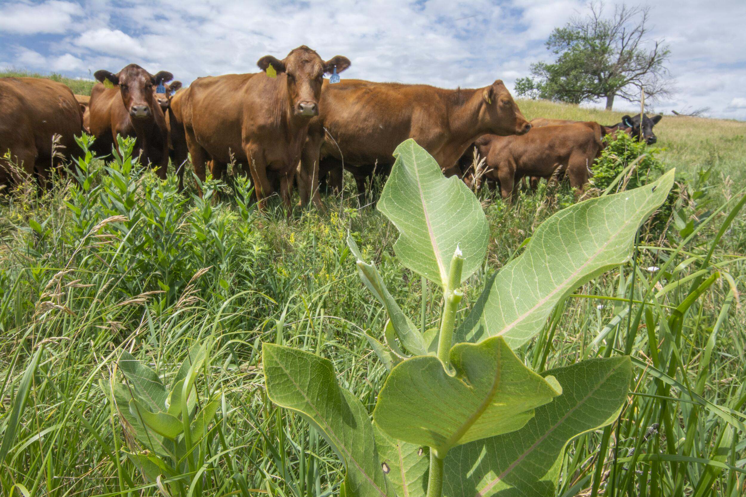 A Roadmap for Reducing the Climate Impacts of U.S. Beef