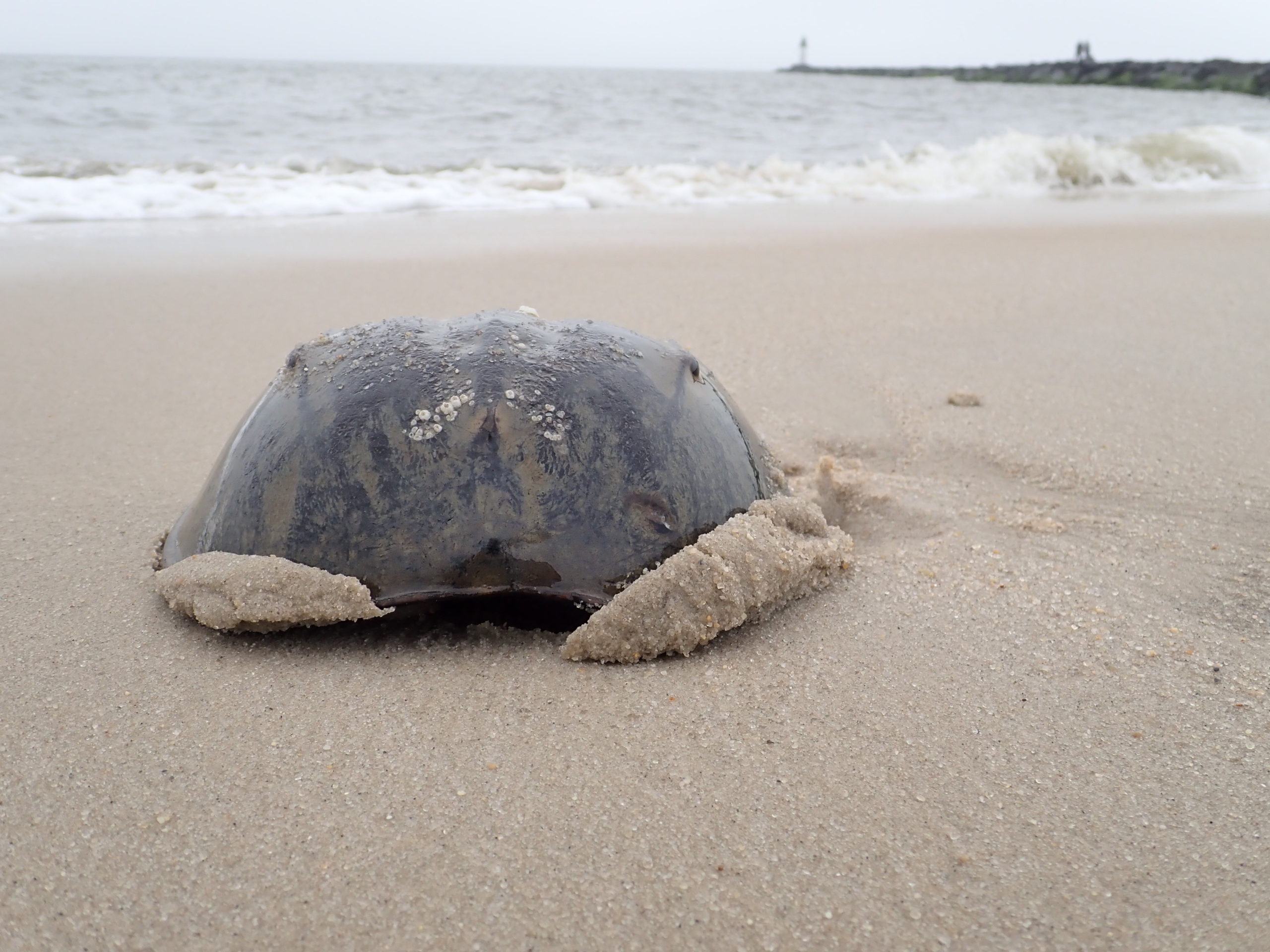 The Weird, Wondrous and Vulnerable American Horseshoe Crab