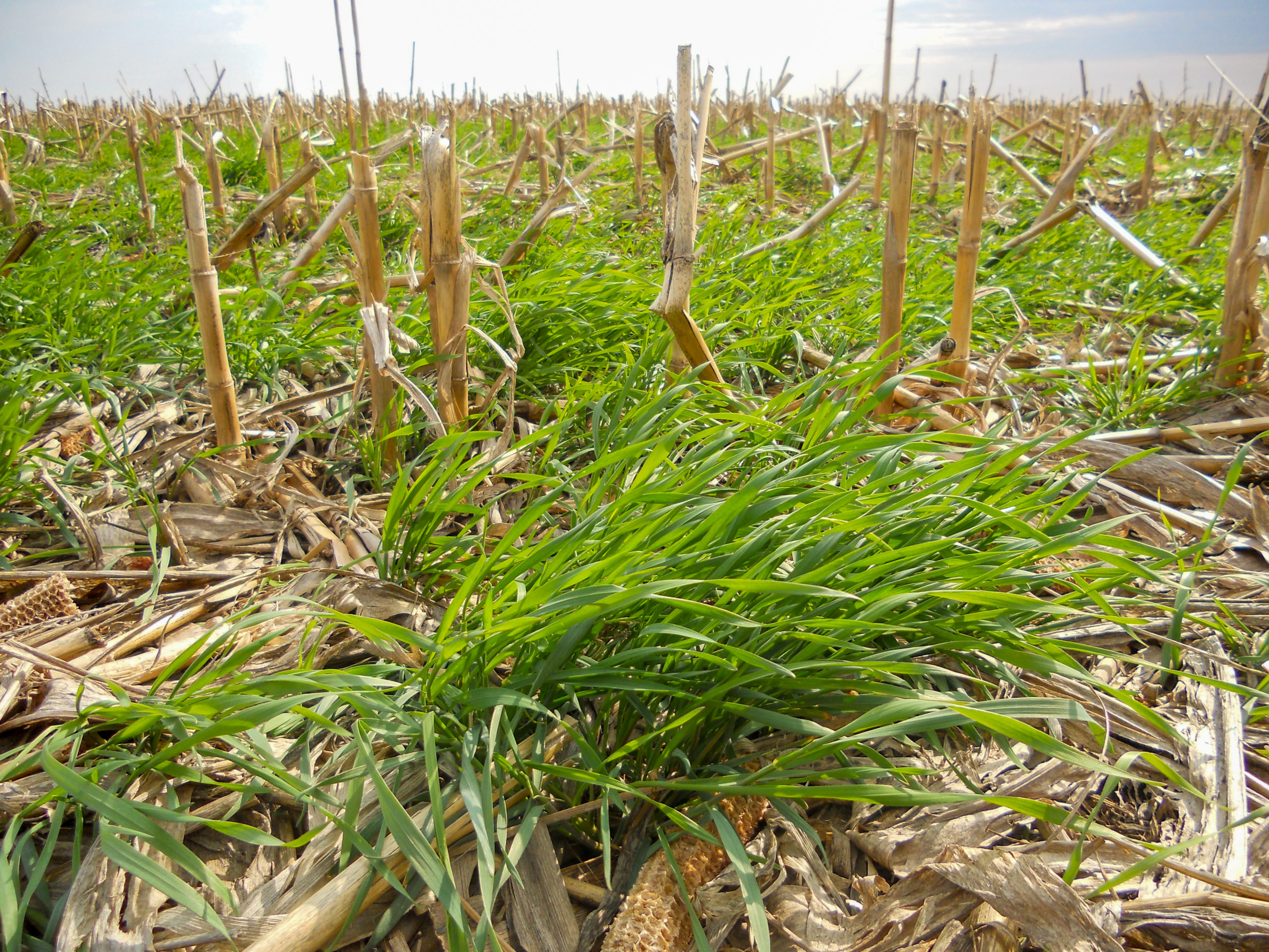 Science Shows Cover Crops Increase Soil Health