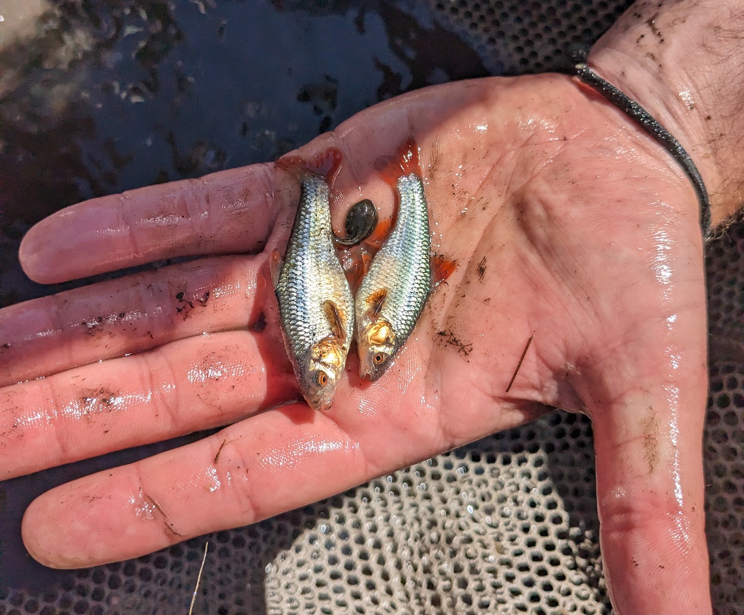 Restoring River Oxbows Benefits Endangered Fish