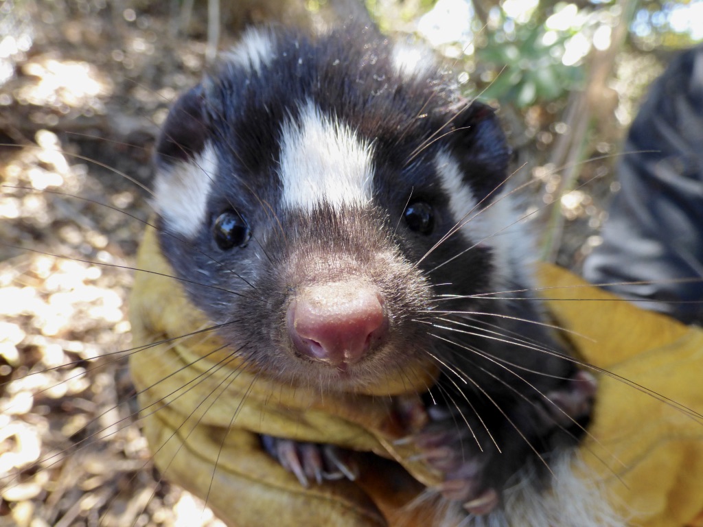 This Skunk Does Handstands. Sure, Handstands.