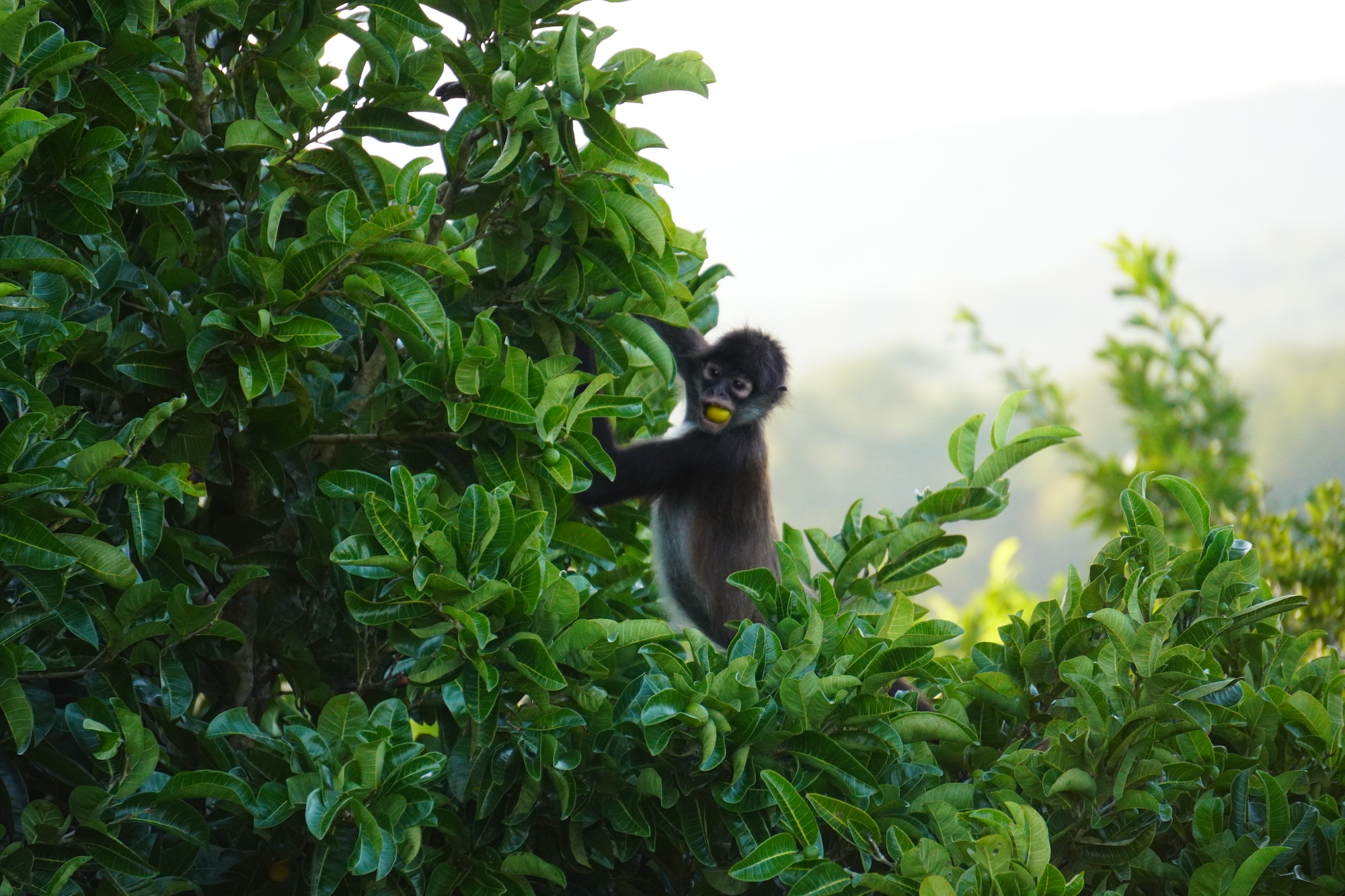 How Communities Are Leading the Way in Agroforestry