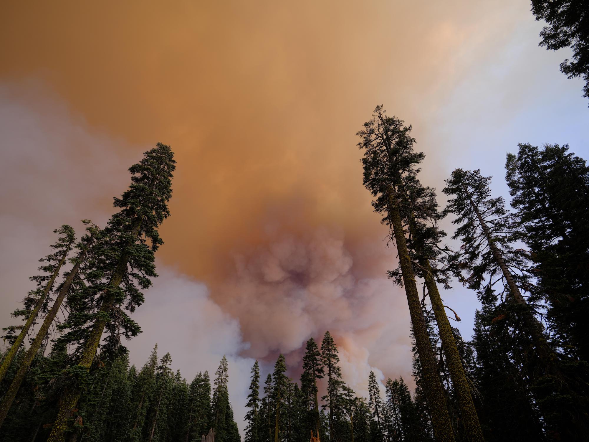 Wildfire, Forest Restoration and Human Health