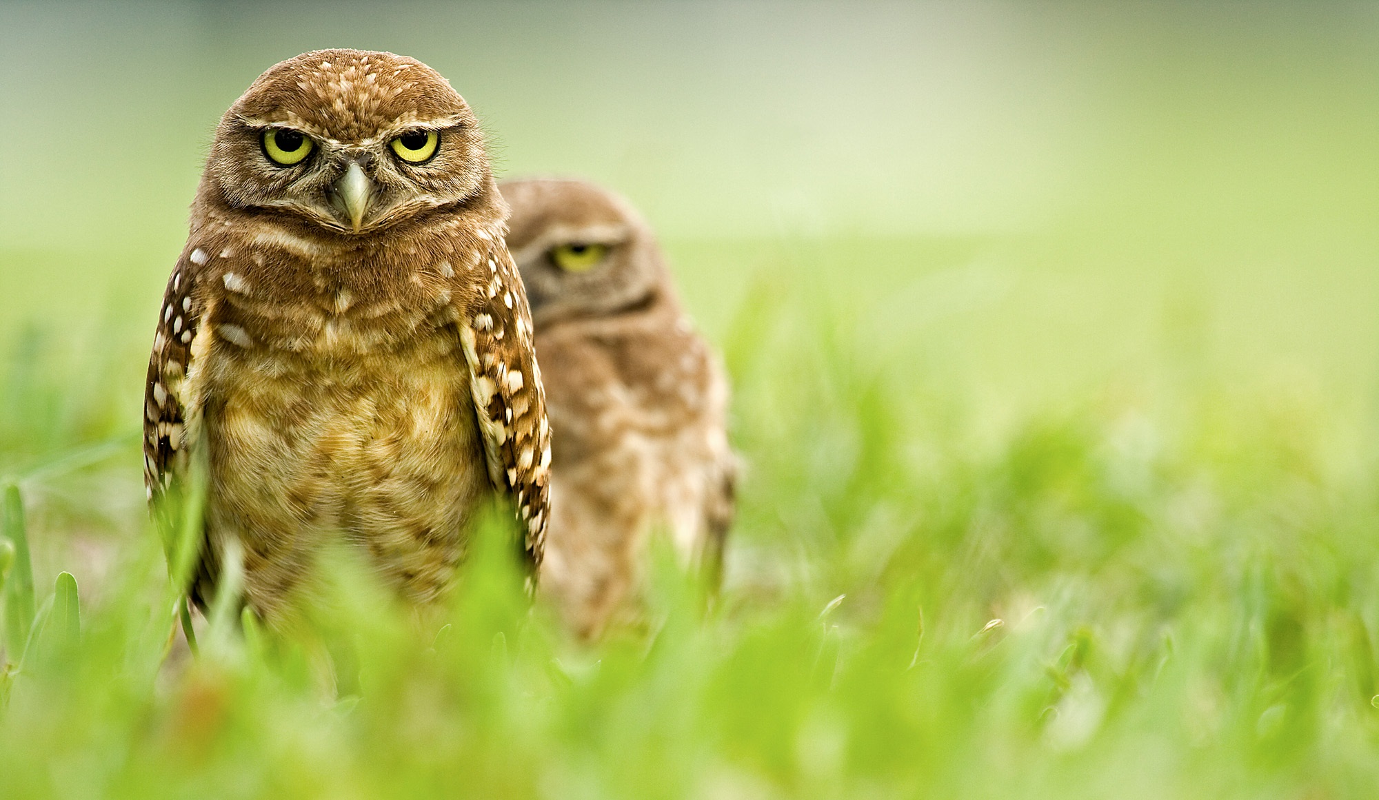 A Rancher’s Owls – Cool Green Science