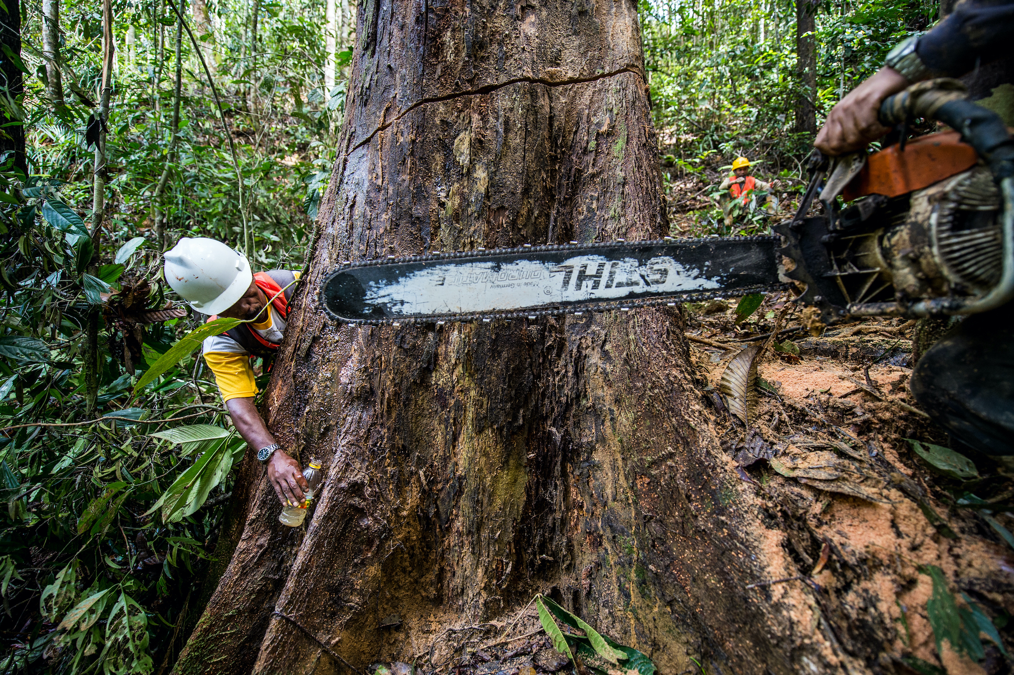 Deforestation Reduces Worker Productivity in the Tropics