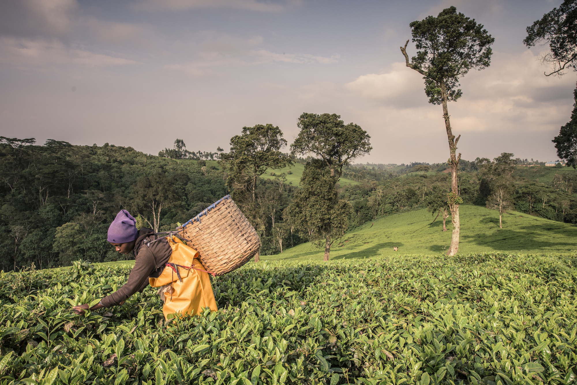 Social Considerations for Diffusing Climate-Smart Practices in Regenerative Food Systems