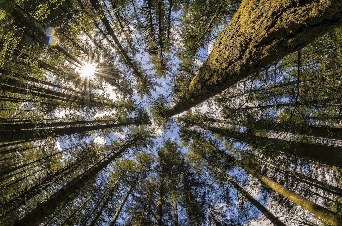 Overlooked ‘Albedo’ Effect Should Be Factored into Tree Cover Restoration Decisions for Climate