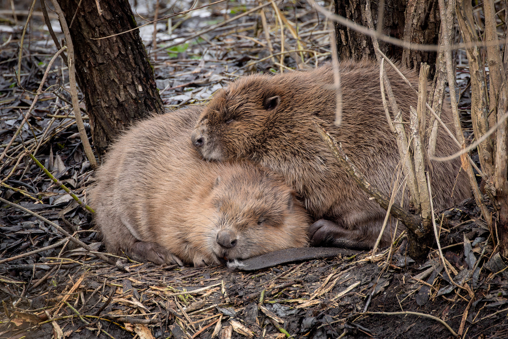 Bringing Beavers Back to Britain