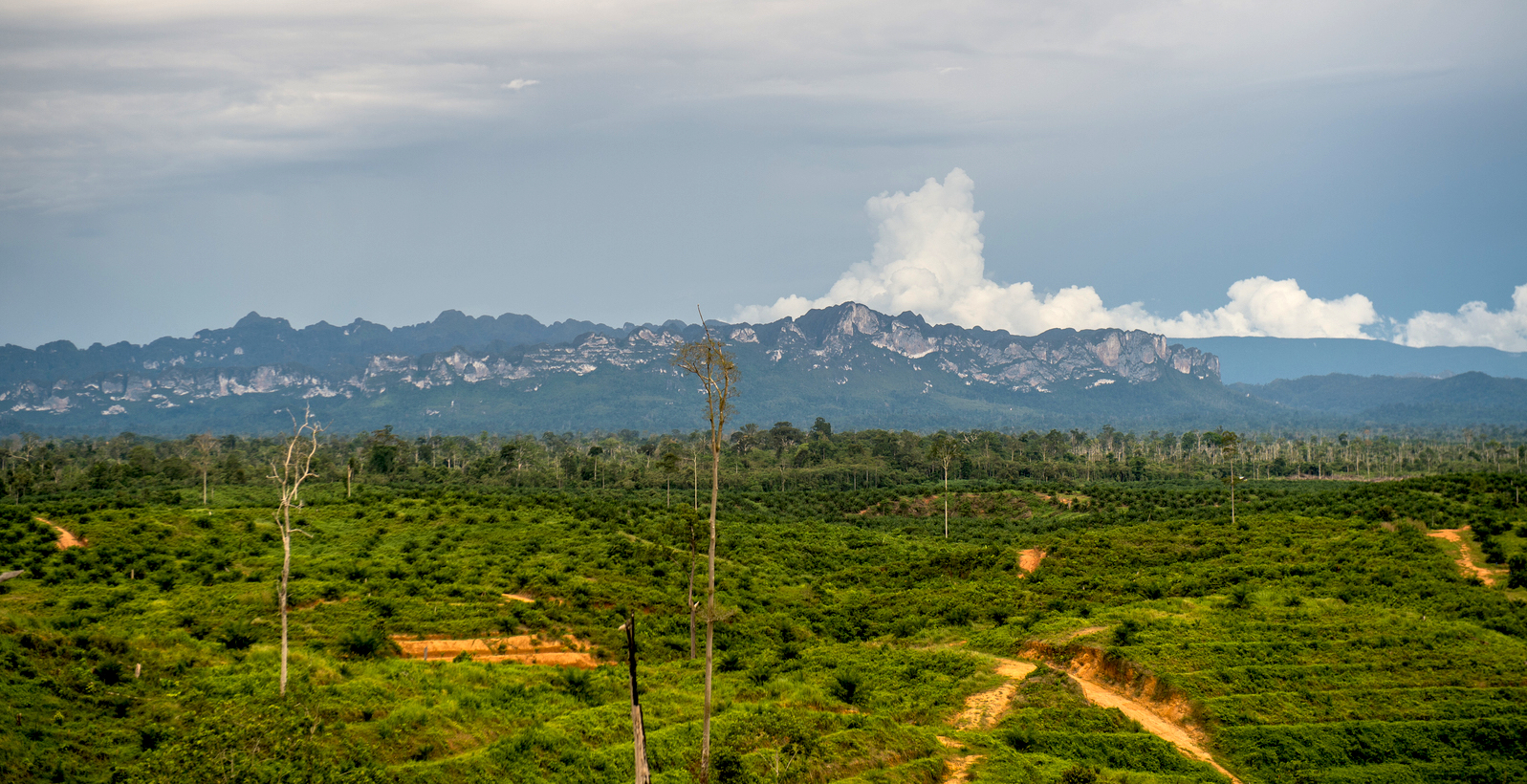 Deforestation Is Killing Workers in Tropical Countries