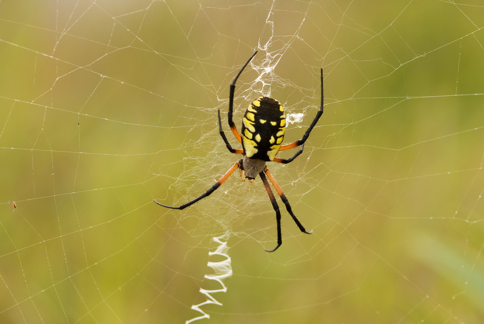 Could Spider Silk Become a Natural Replacement for Plastic?